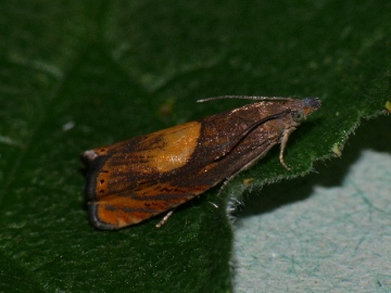 Dichrorampha alpinana 3 Copyright: Peter Furze