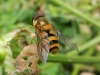 Epistrophe grossulariae male Copyright: Roger Payne