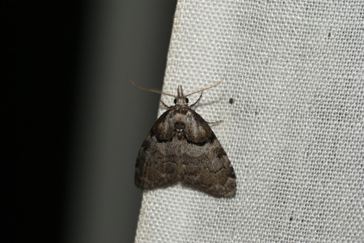 Short Cloaked Moth 2 Copyright: Ben Sale