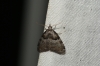Short Cloaked Moth 2 