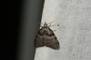 Short Cloaked Moth 2 Copyright: Ben Sale