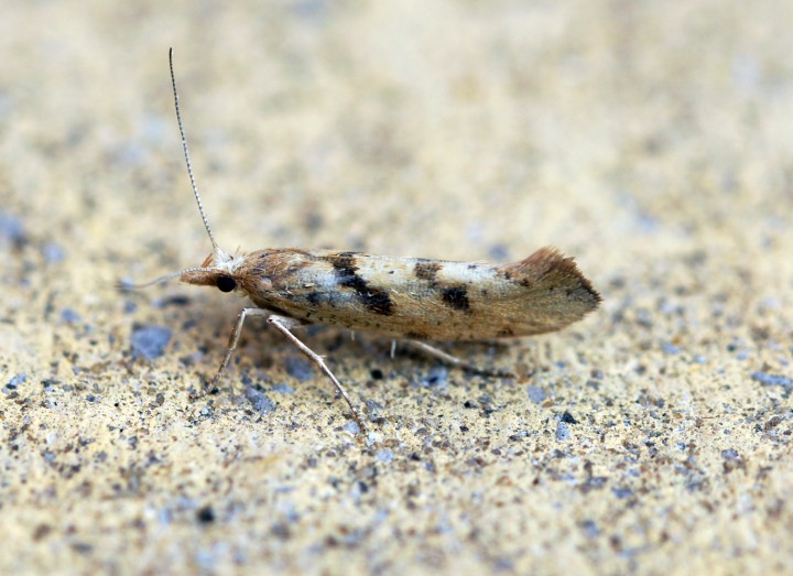 Ypsolopha sylvella 1 Copyright: Ben Sale