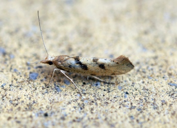 Ypsolopha sylvella 1 Copyright: Ben Sale