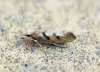 Ypsolopha sylvella 1 Copyright: Ben Sale