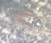 Bembidion iricolor 