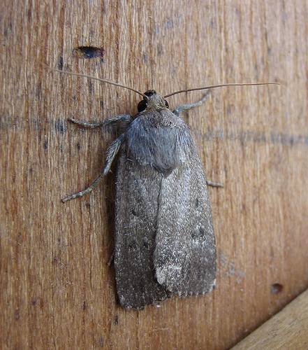 Mouse Moth 2 Copyright: Stephen Rolls