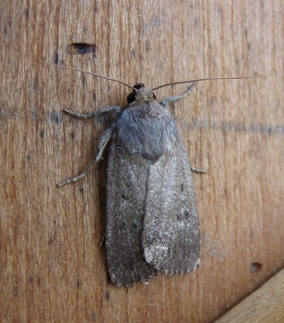 Mouse Moth 2 Copyright: Stephen Rolls