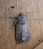 Mouse Moth 2 