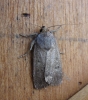 Mouse Moth 2