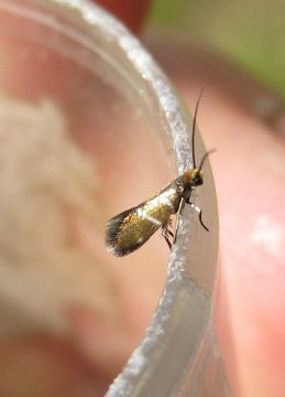 Micropterix aruncella. Copyright: Stephen Rolls