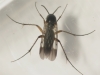 Greenomyia mongolica female 20141001-0306 Copyright: Phil Collins