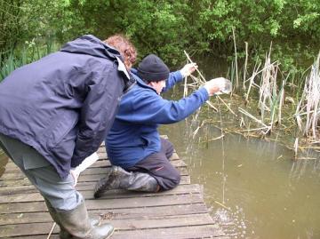 Bottle Trapping for newts Copyright: Essex Ranger Service 2004  (J Cranfields Camera )