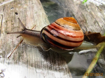 Cepaea nemoralis Copyright: Graham Smith