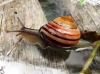 Cepaea nemoralis Copyright: Graham Smith