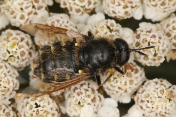 Stratiomys singularior male Copyright: Peter Harvey