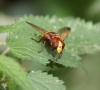 Volucella z. head