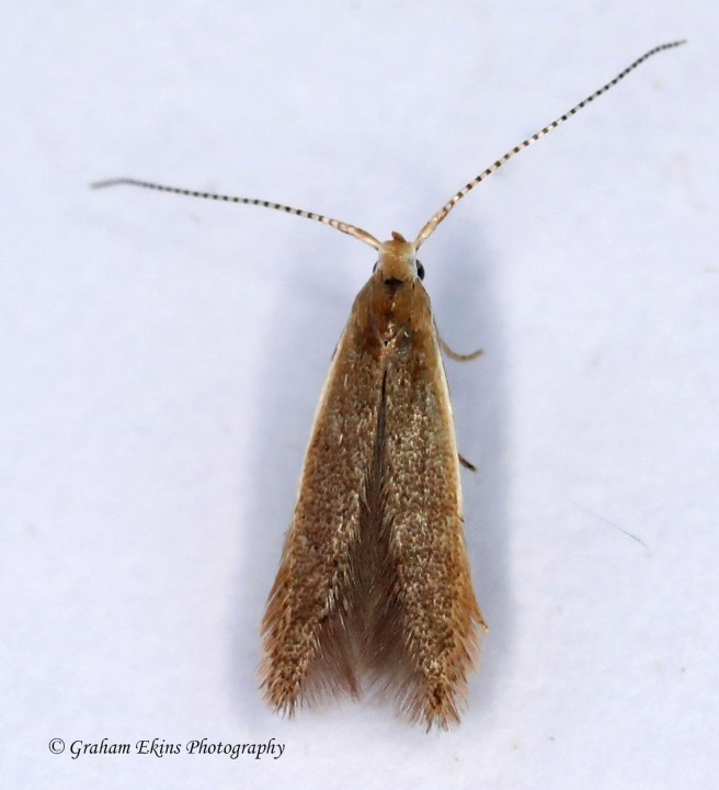 Coleophora badiipennella GD Copyright: Graham Ekins