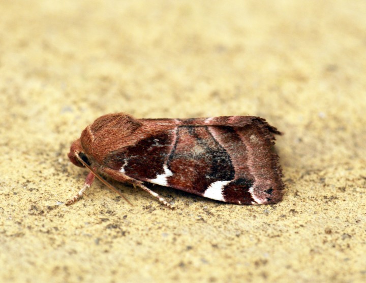 White-spotted Pinion Copyright: Ben Sale