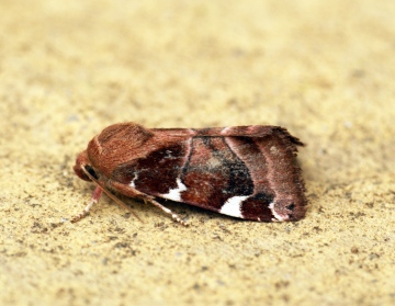 White-spotted Pinion Copyright: Ben Sale