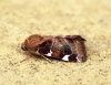 White-spotted Pinion 