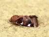 White-spotted Pinion Copyright: Ben Sale