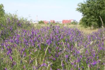 West Thurrock PFA Lagoons-Fodder Vetch Copyright: Peter Harvey