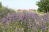 West Thurrock PFA Lagoons-Fodder Vetch 