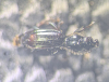 Bembidion normannum Copyright: Robert Smith