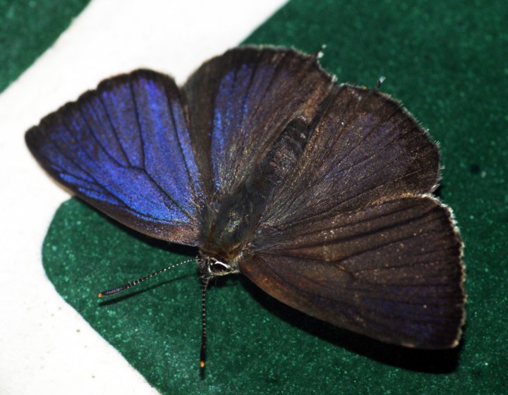 Purple Hairstreak 4 Copyright: Ben Sale