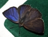 Purple Hairstreak 4 