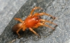 Dysdera crocata - jme6341