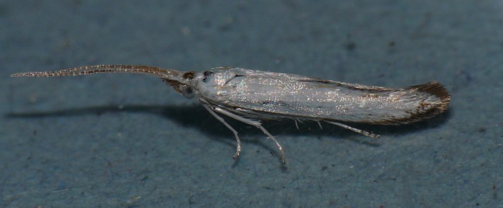 Coleophora ibipennella Copyright: Peter Furze