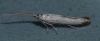 Coleophora ibipennella