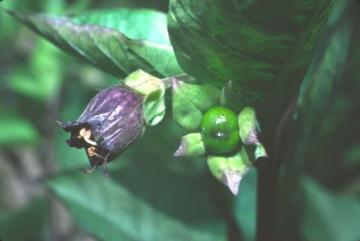 Atropa belladonna Copyright: Peter Harvey