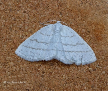 Common White Wave  Cabera pusaria Copyright: Graham Ekins