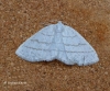 Common White Wave  Cabera pusaria Copyright: Graham Ekins