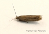 Scrobipalpa acuminatella 4 GD Copyright: Graham Ekins