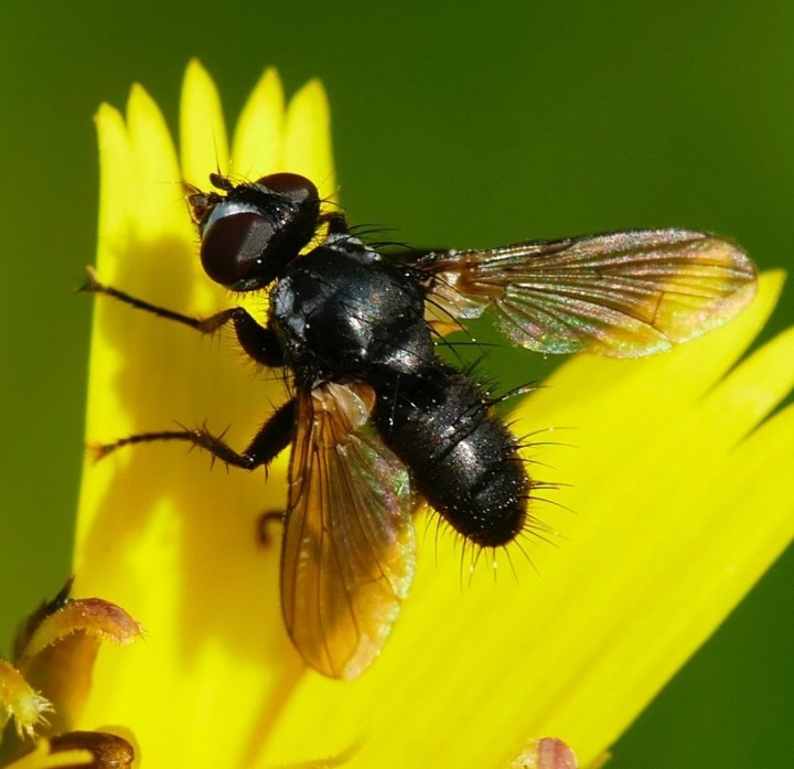 Phania funesta Copyright: Rosemary Stephens