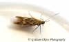 Monochroa lucidella 2 Copyright: Graham Ekins