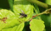 Gastrolepta anthracina Copyright: Steve Arlow