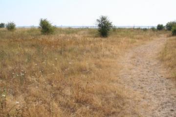 East Tilbury Silt Lagoons-drought stress Copyright: Peter Harvey