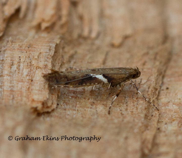 Caloptilia semifascia 4 Copyright: Graham Ekins