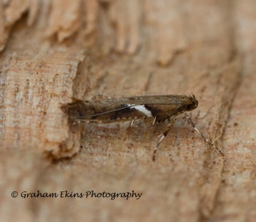 Caloptilia semifascia 4 Copyright: Graham Ekins