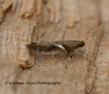 Caloptilia semifascia 4 Copyright: Graham Ekins