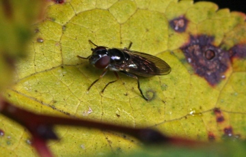 Platycheirus albimanus 3 Copyright: Graham Ekins