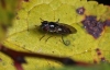 Platycheirus albimanus 3 Copyright: Graham Ekins