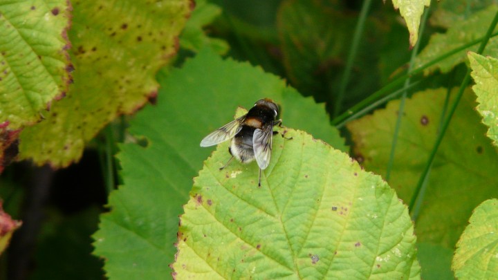 Hoverfly Eristalis intricarius Copyright: Alan Shearman