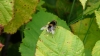 Hoverfly Eristalis intricarius 