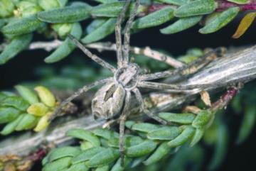 Philodromus histrio Copyright: Peter Harvey