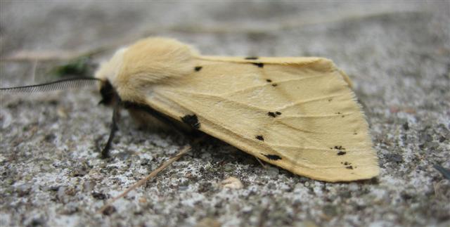 Buff Ermine. Copyright: Stephen Rolls